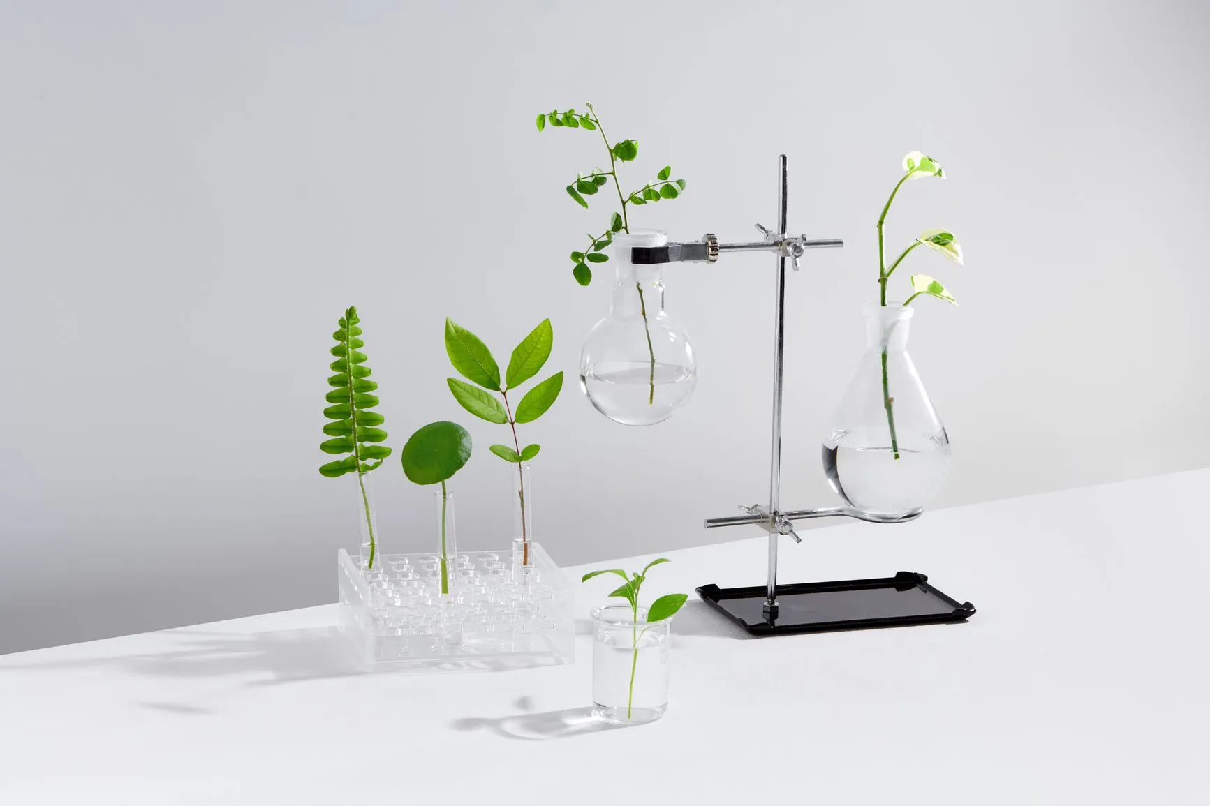 RPMG plants in test tubes